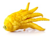 Buddhas_Hand_4e091e34f2c85